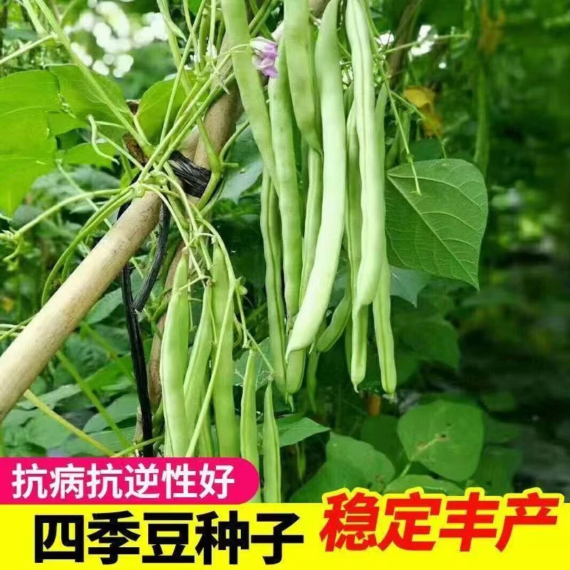 【全店满5元包邮】有架四季豆种子爬藤芸豆豆角种子菜园蔬菜种子