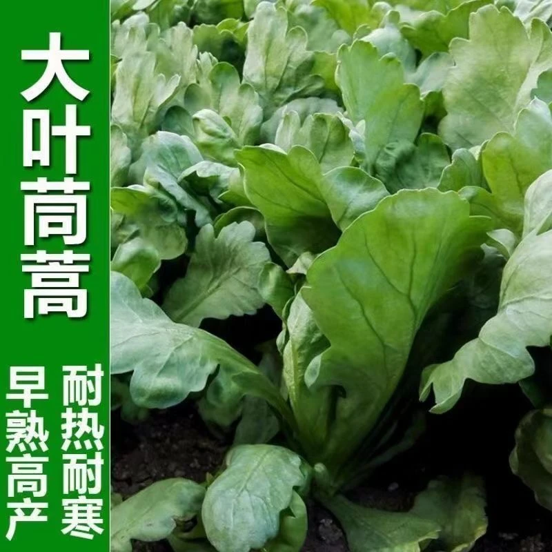 【全店满5元包邮】茼蒿种子皇帝菜种籽春菊菜种青菜种籽种蔬菜种籽
