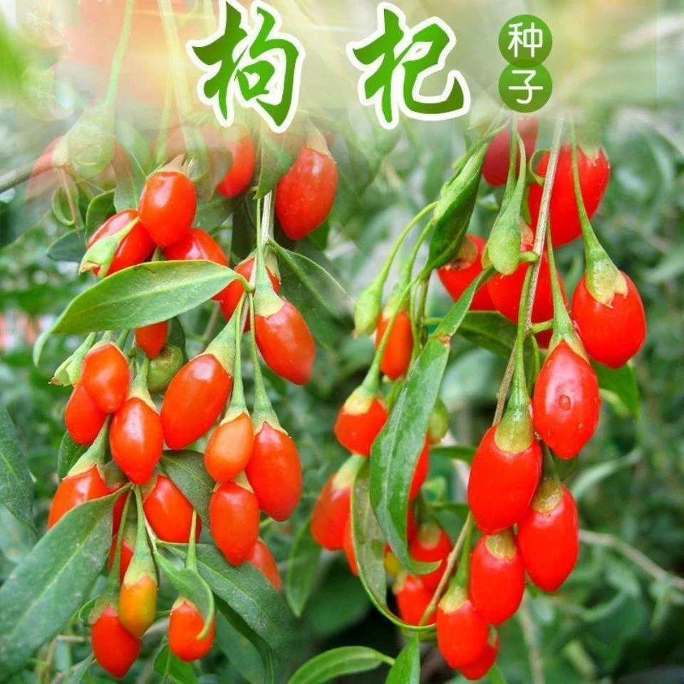 【全店满5元包邮】枸杞种子枸杞蔬菜叶种子庭院种植枸杞菜