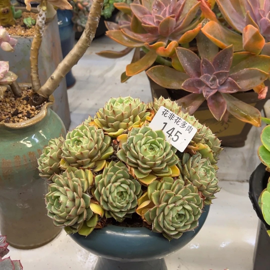 小****花非花多肉145笨吧