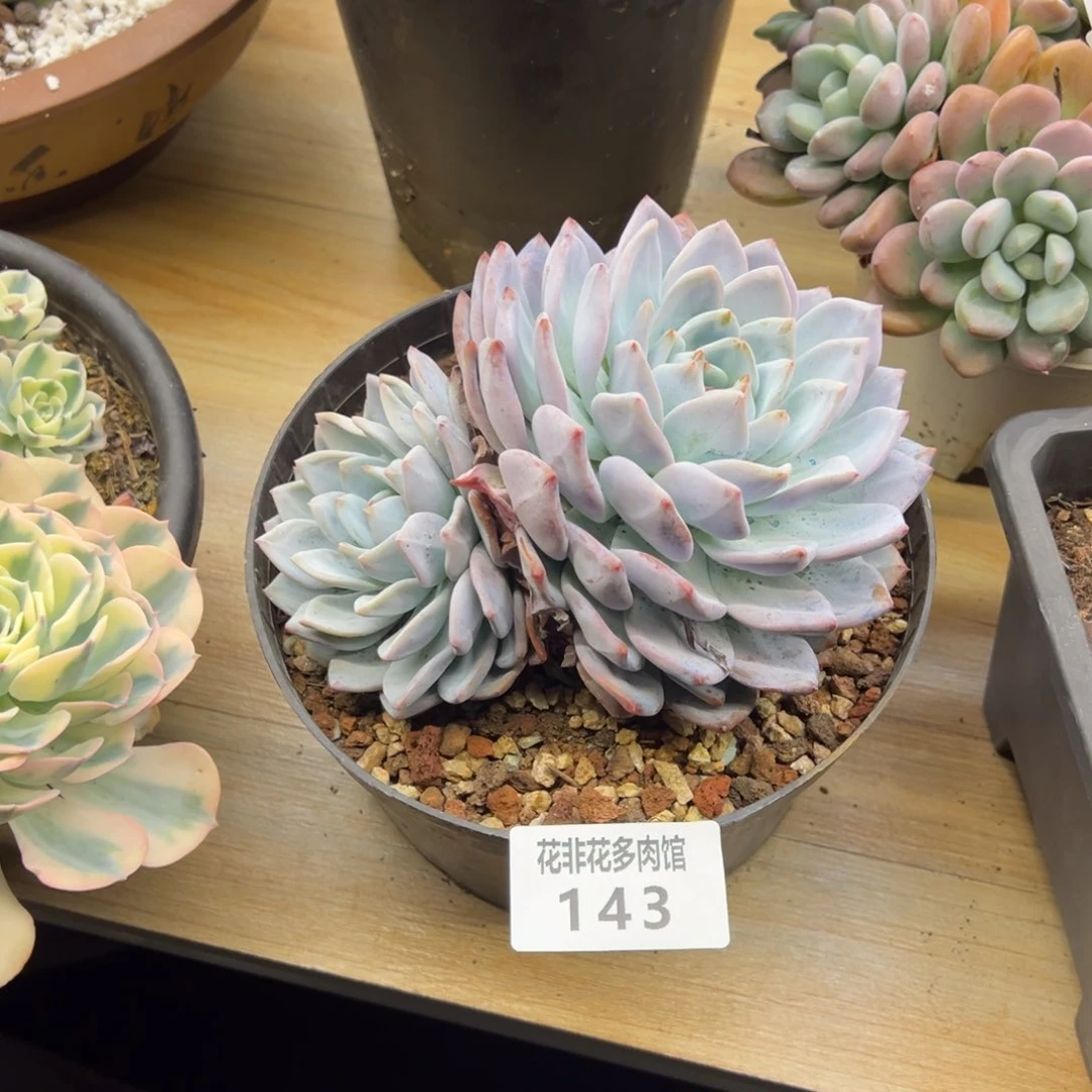 3***,花非花多肉143橙梦露