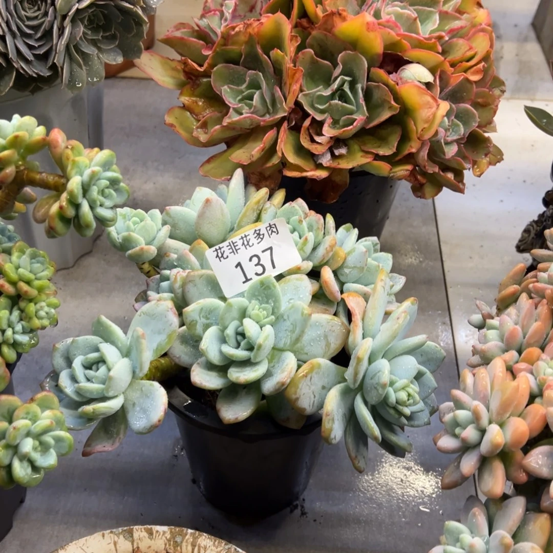 佶*花非花多肉137冷香