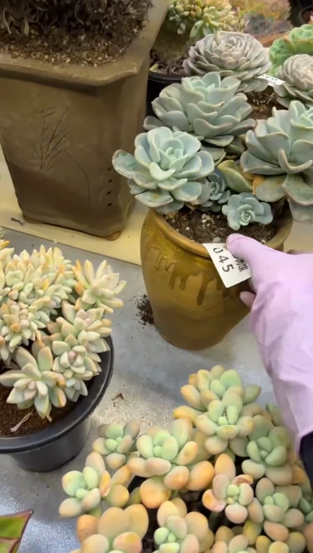 【闪购商品】45美扣