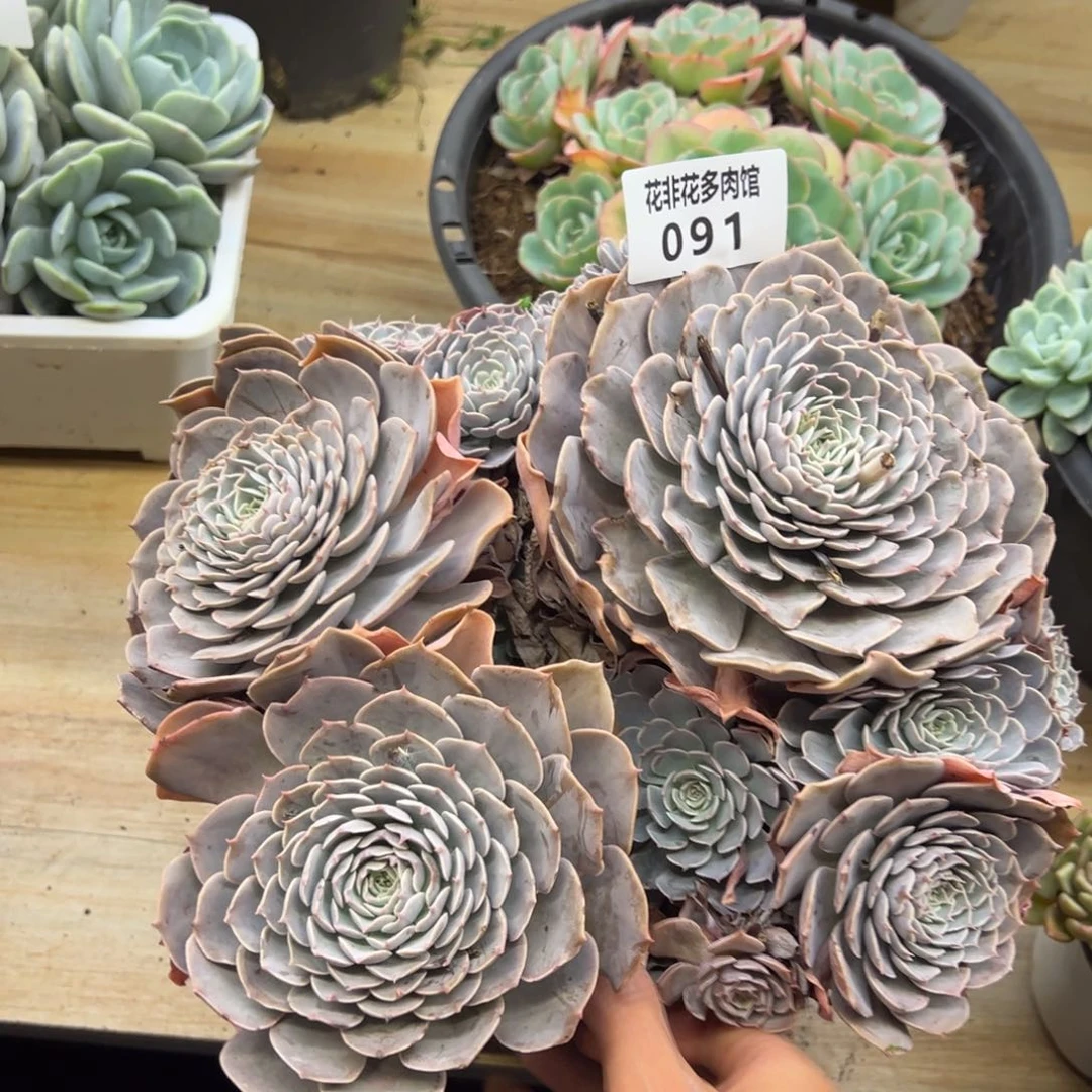 花非花多肉91天赐