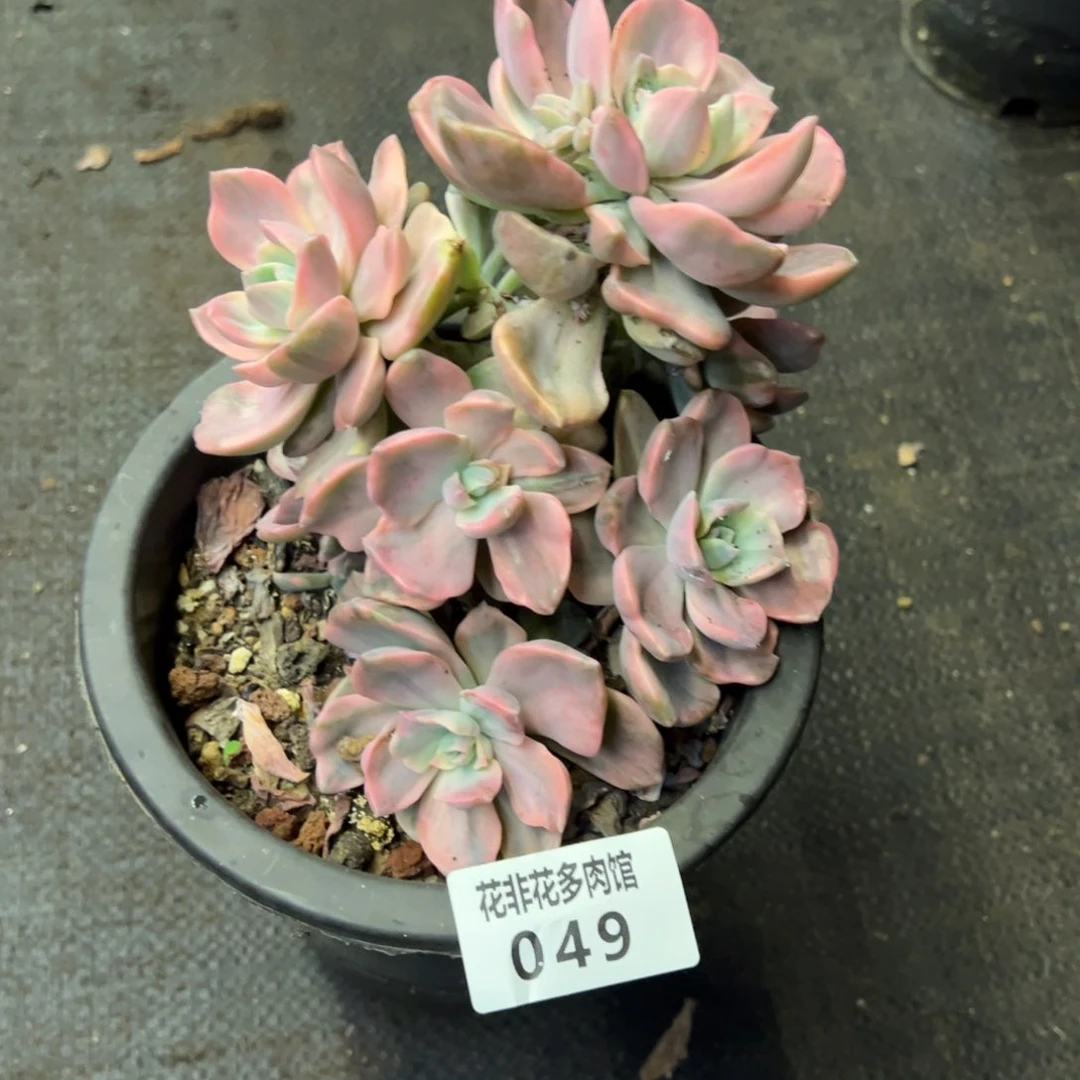 钱**.花非花多肉49彩虹糖锦