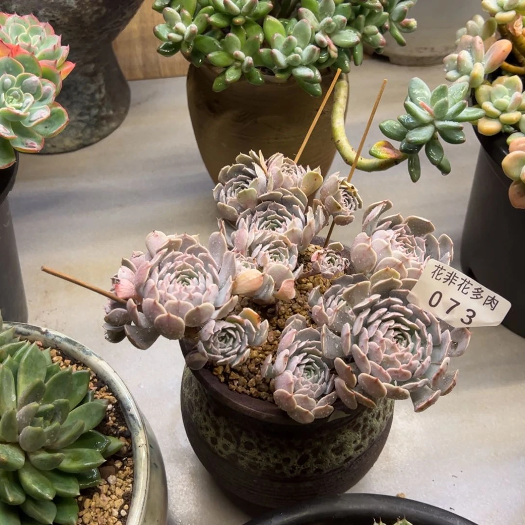老**忆花非花多肉073天赐