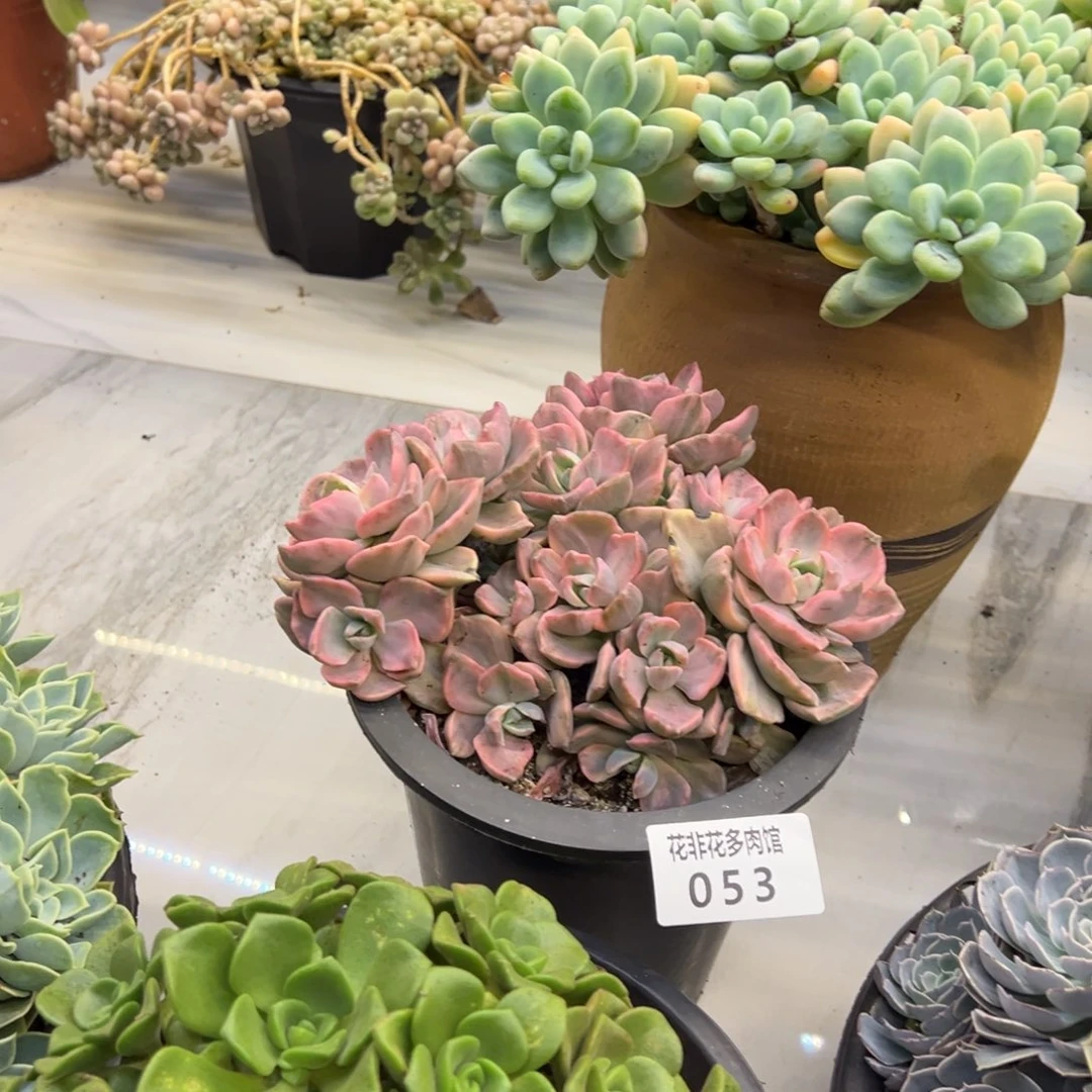 葡***甜花非花的53彩虹糖锦