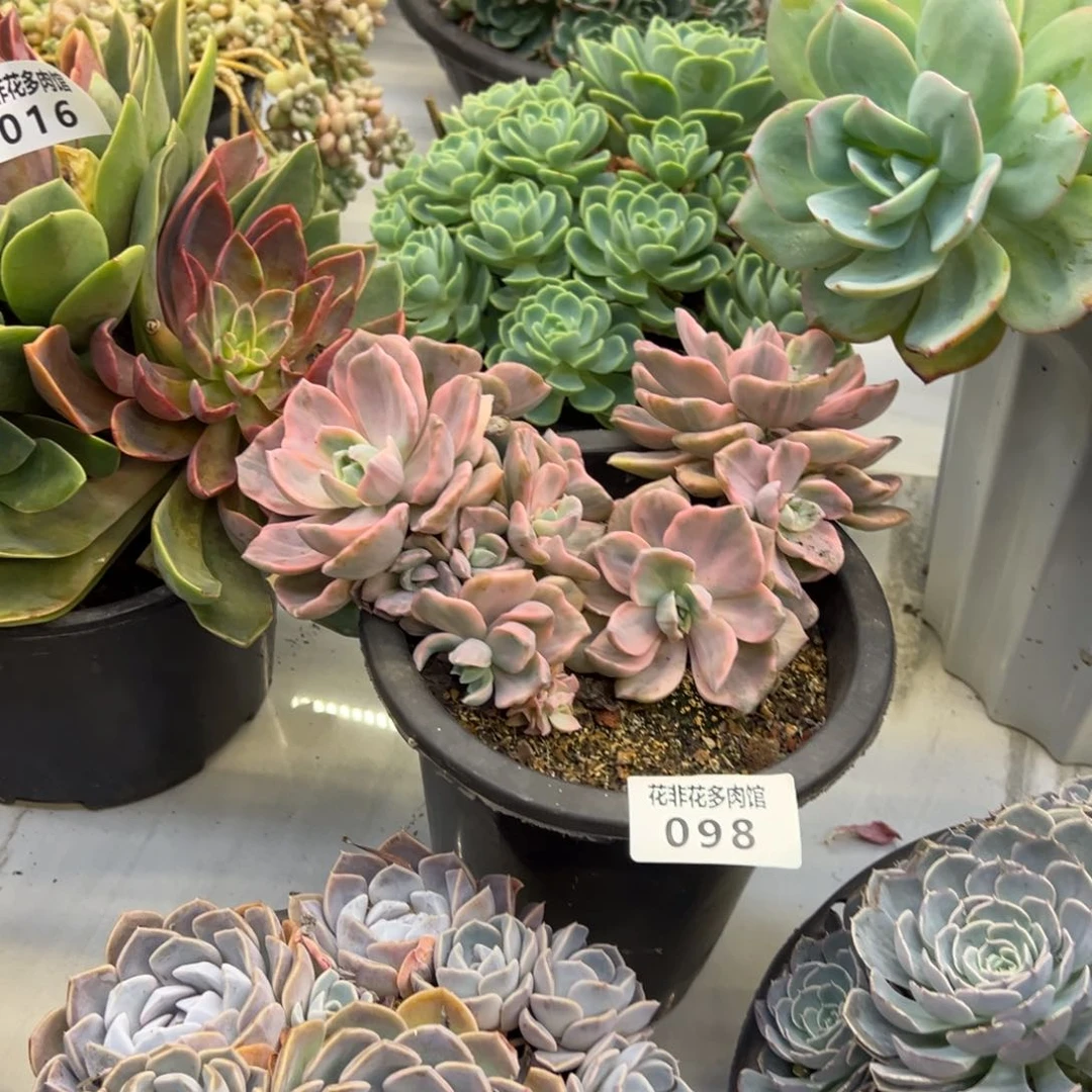 容*姐花非花多肉98彩虹糖锦