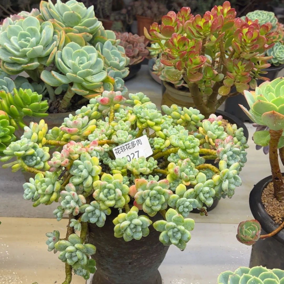 睿*花非花多肉1027老尔