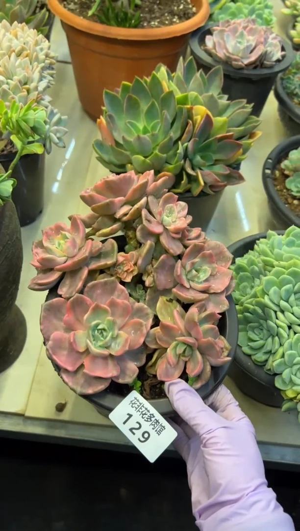 【闪购商品】129彩虹