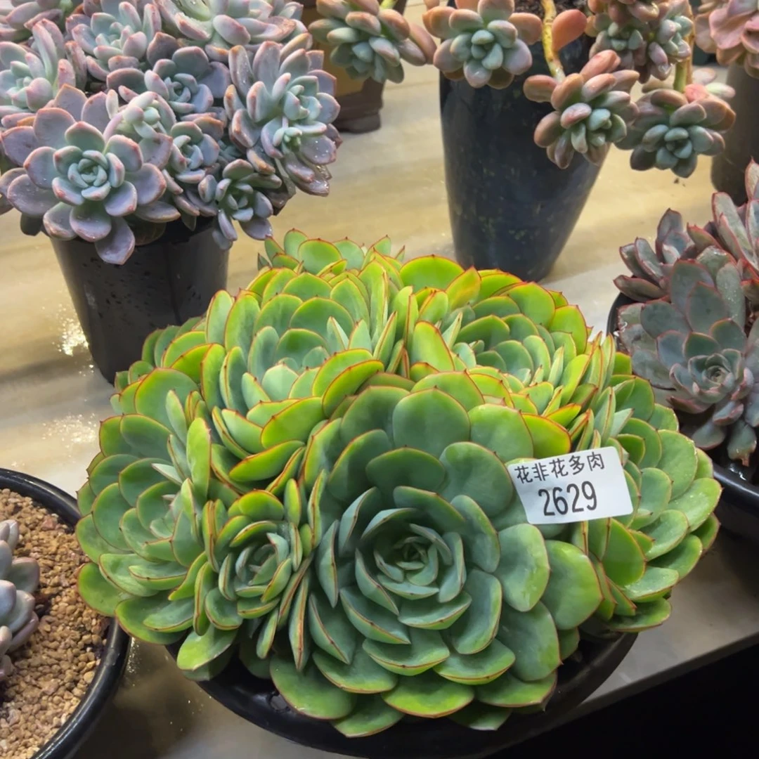 哈****哈花非花多肉2629牡丹亭