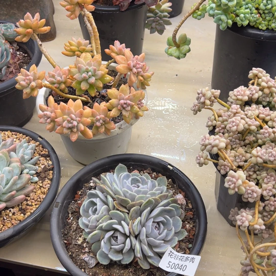 シ****ベ花非花多肉50040汉堡