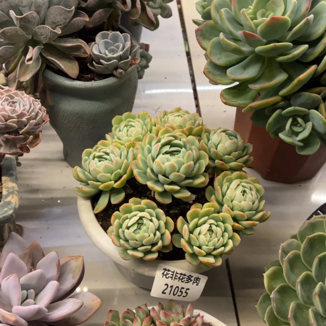 多***·花非花多肉55贝瑞