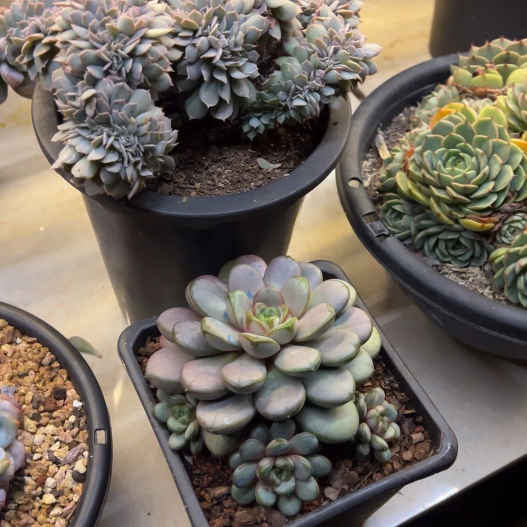 水*花非花多肉39葡萄