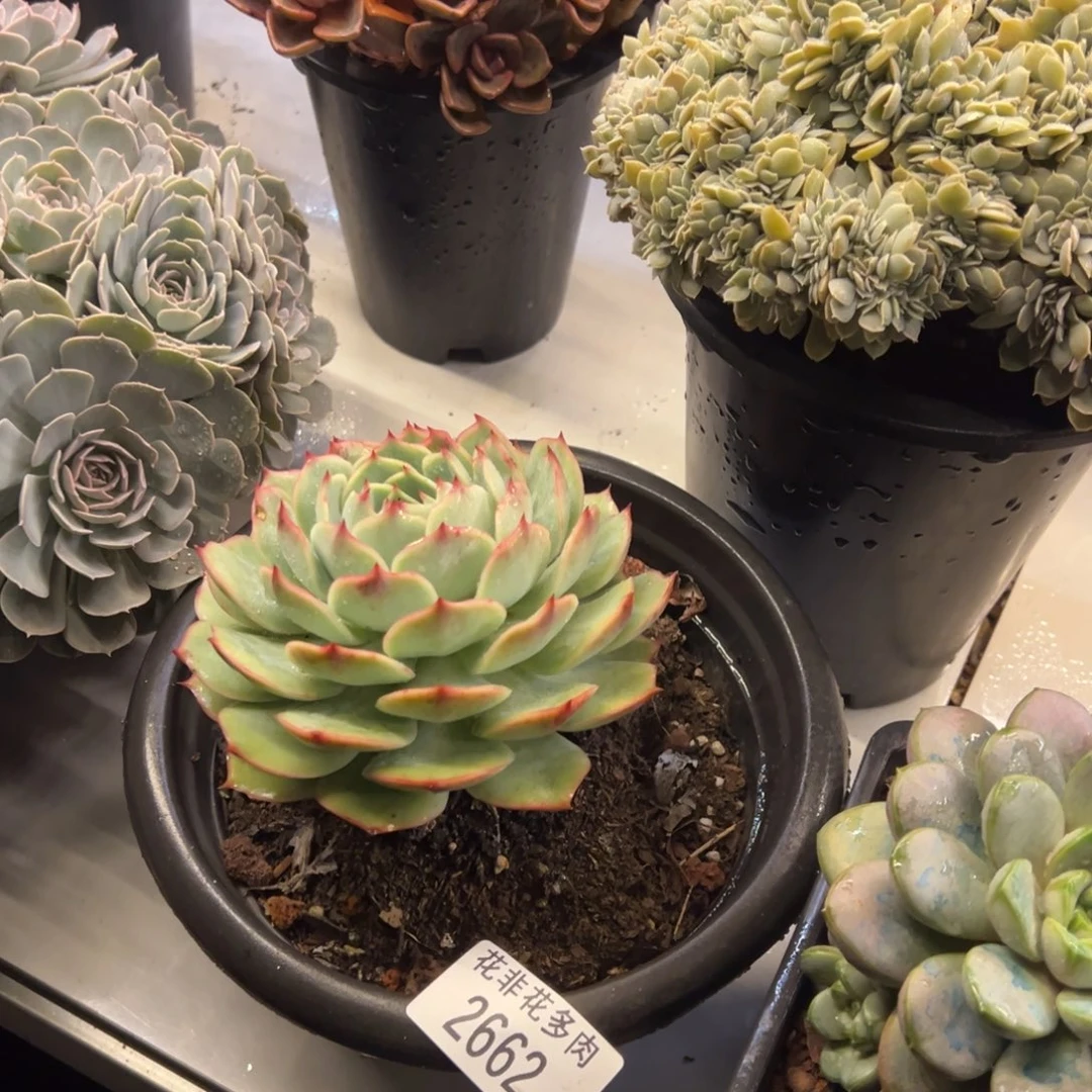 往**风花非花多肉2662粉色