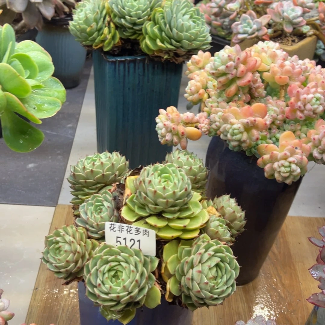 青**再花非花多肉5121笨吧