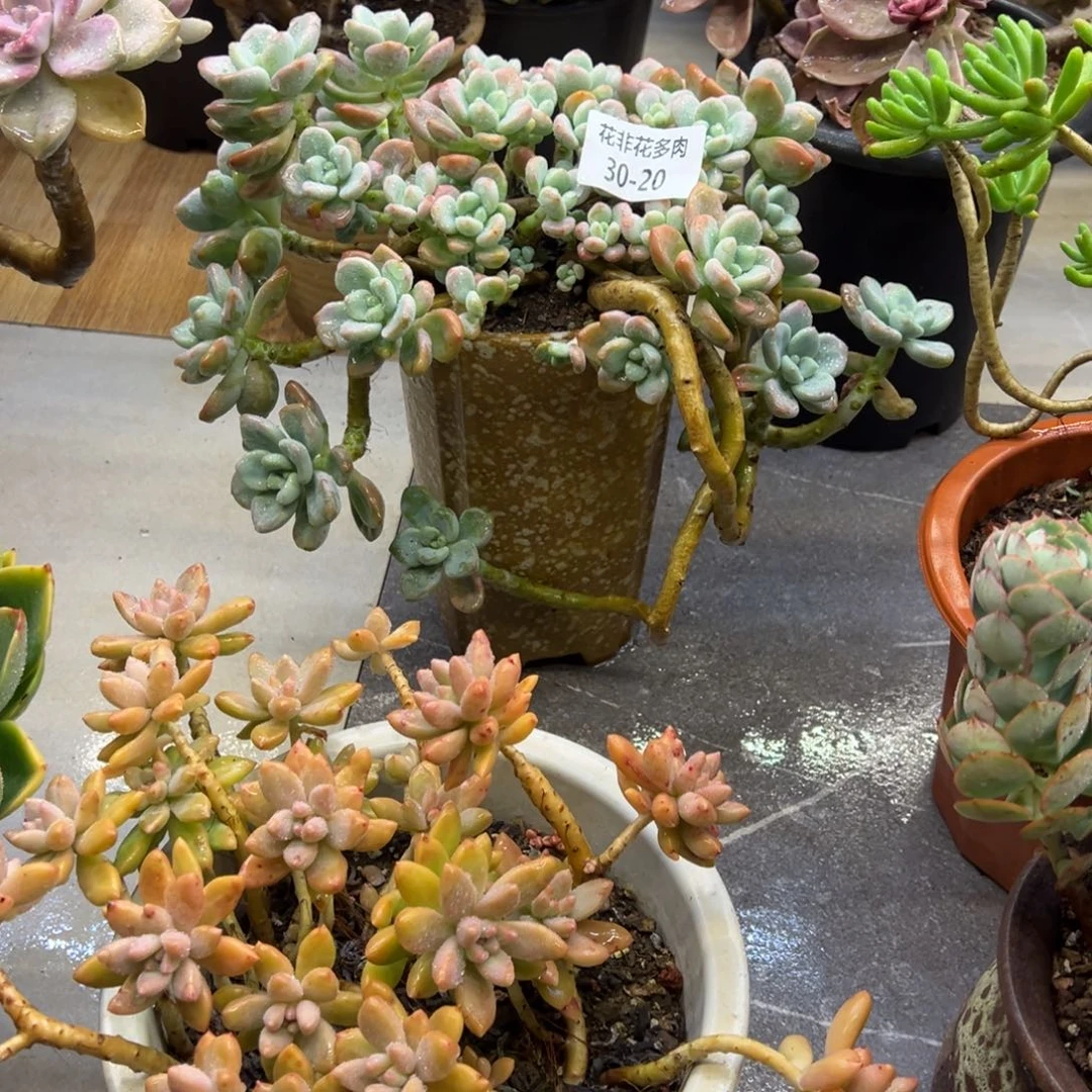 玫****）花非花多肉20洛神