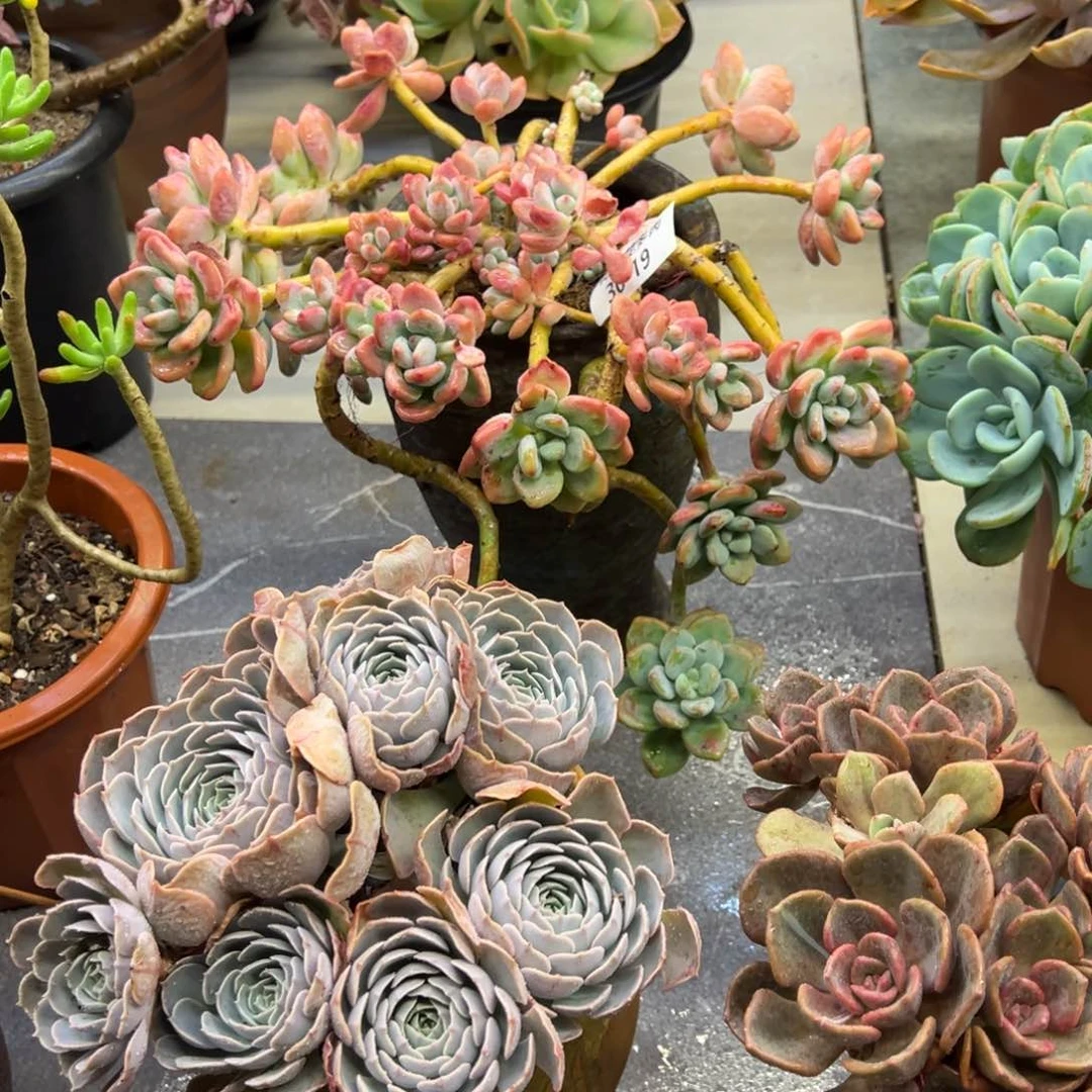 ?****e花非花多肉19洛神