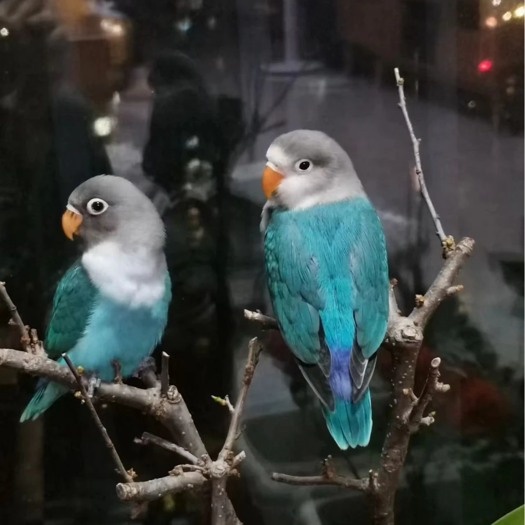 活体牡丹鹦鹉鹦鹉幼鸟得多色包邮