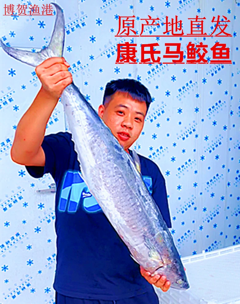 茂名博贺渔港 本港康氏马鲛鱼  4.3斤马鲛鱼现切