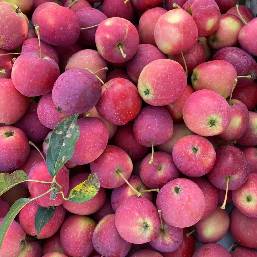 现摘现发彦飞自家果园香妃鸡心果