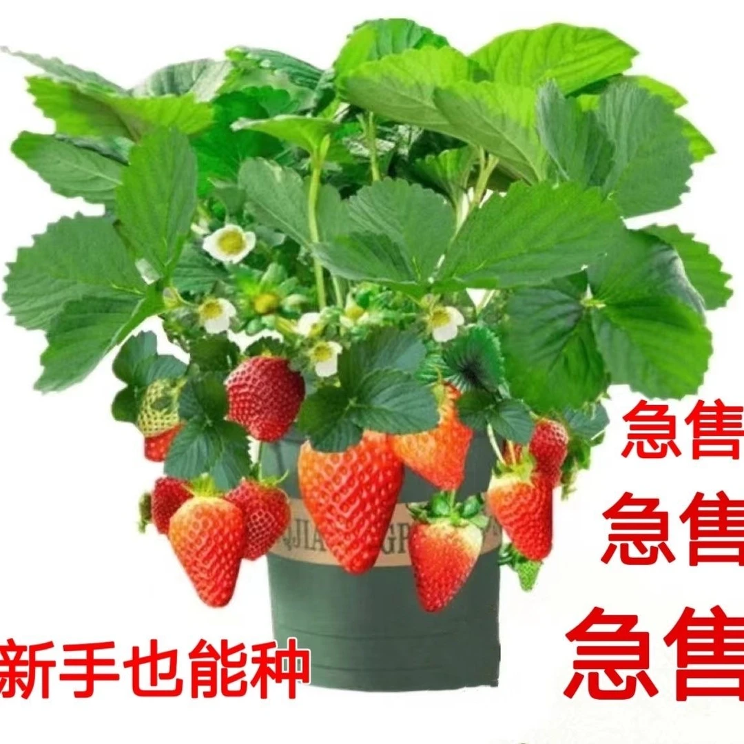 带花盆栽草莓苗 阳台庭院种植苗 长盆一盆装