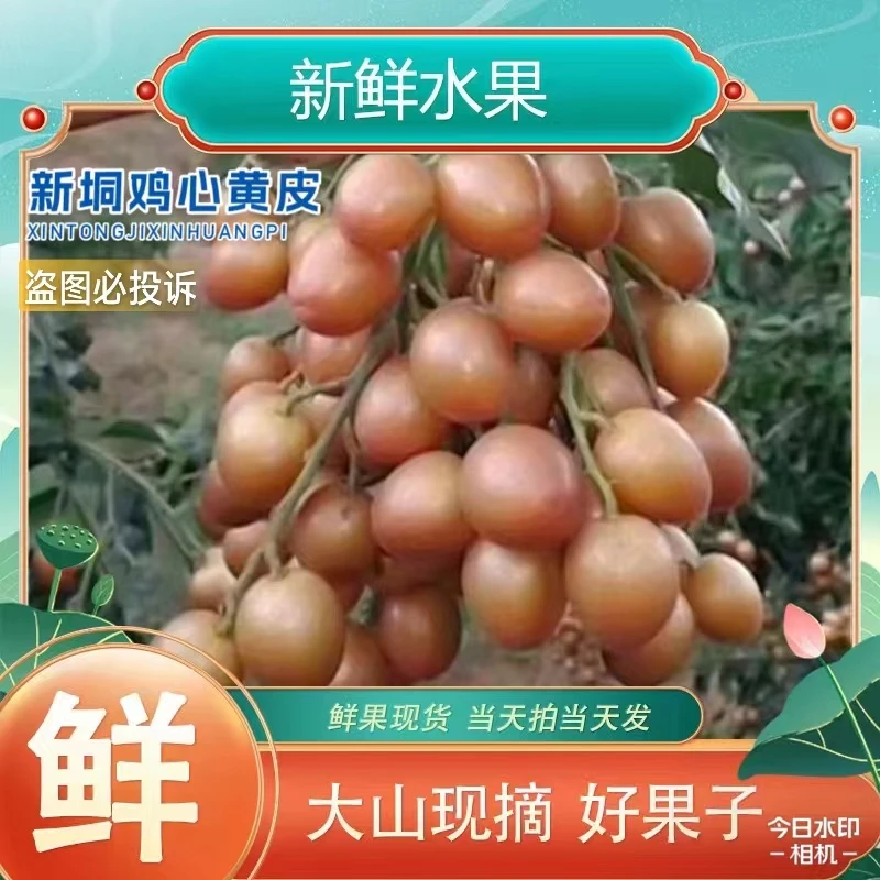 2024广东高州现货新鲜黄皮果当季水果鸡心果黄皮果有核鸡心黄皮
