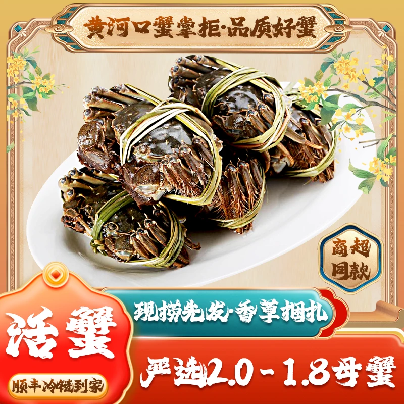 【活蟹】黄河口蟹掌柜【全母蟹】2.0-1.8两到手8只冷链鲜活到家
