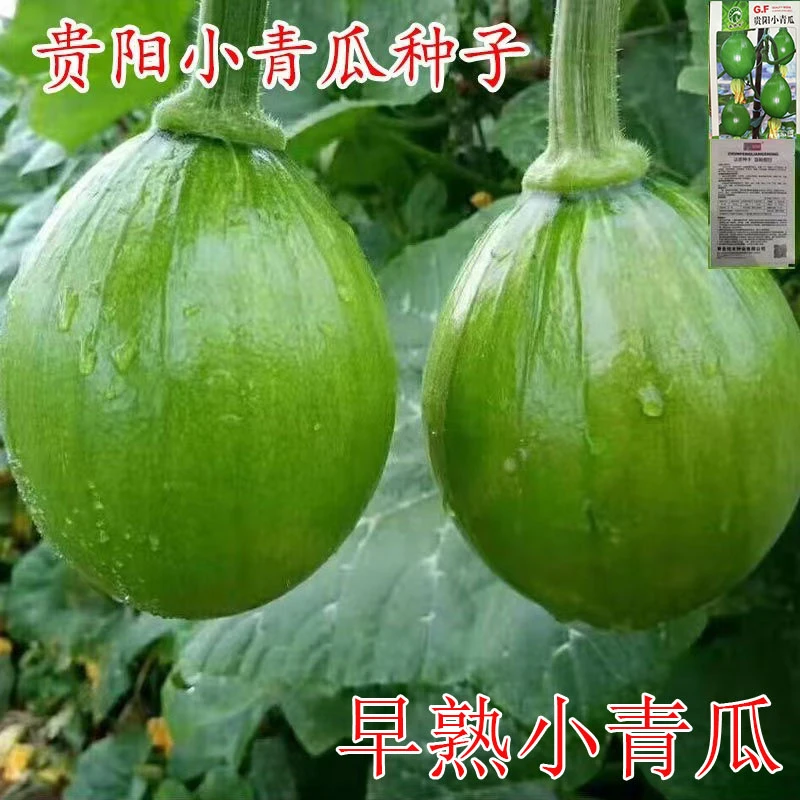 早熟小南瓜种子贵阳小青瓜瓜肉淡黄色抗病性强春秋播种嫩南瓜种子