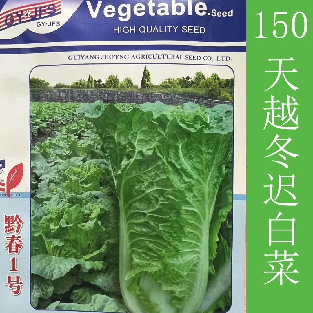 迟白菜种子晚熟大白菜清明白黔春一号抽苔晚抗寒耐阴湿春秋白菜籽