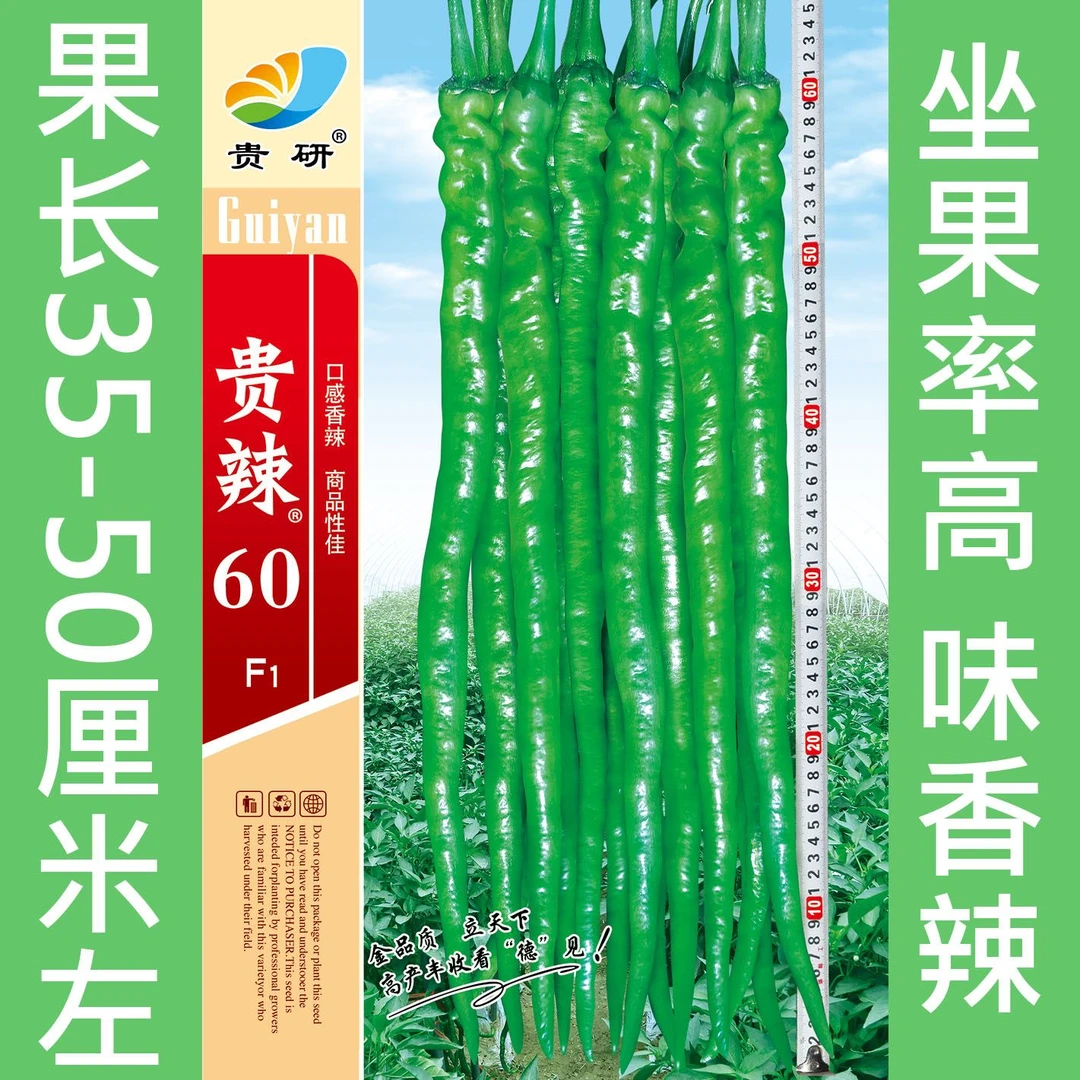 贵州长线椒种子早熟高产贵辣60一代杂交坐果集中春秋基地辣椒种子