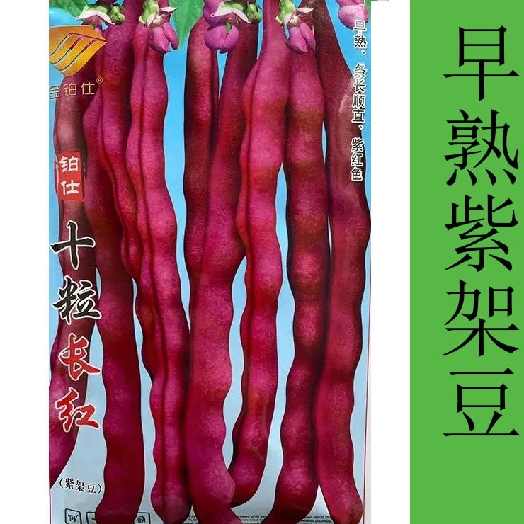 紫架豆种子四季豆十粒长红早熟大紫袍包邮春秋易种紫四季豆种籽子