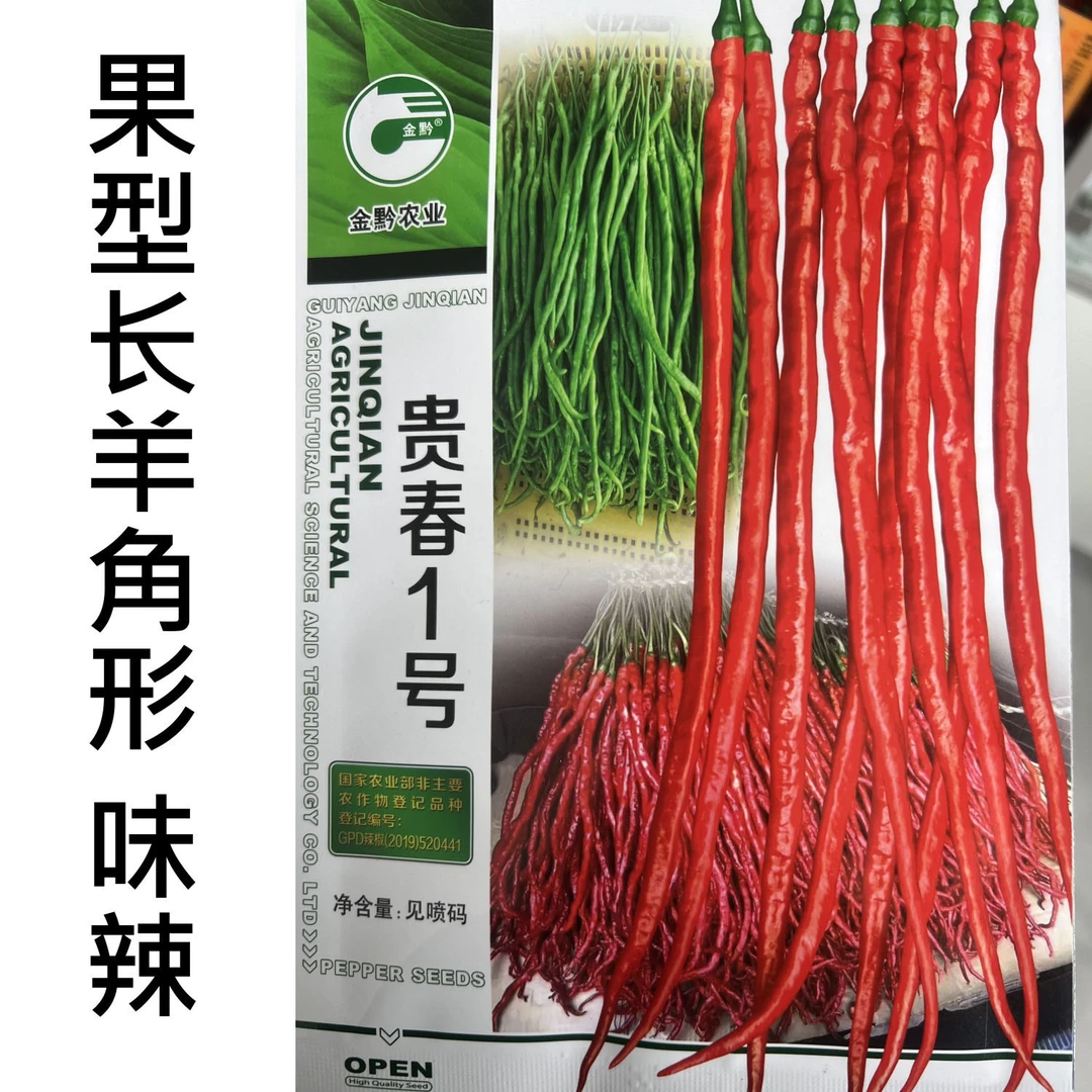 辣椒种子早熟贵州长线椒味辣果型长羊角形抗旱性强春季基地辣椒籽