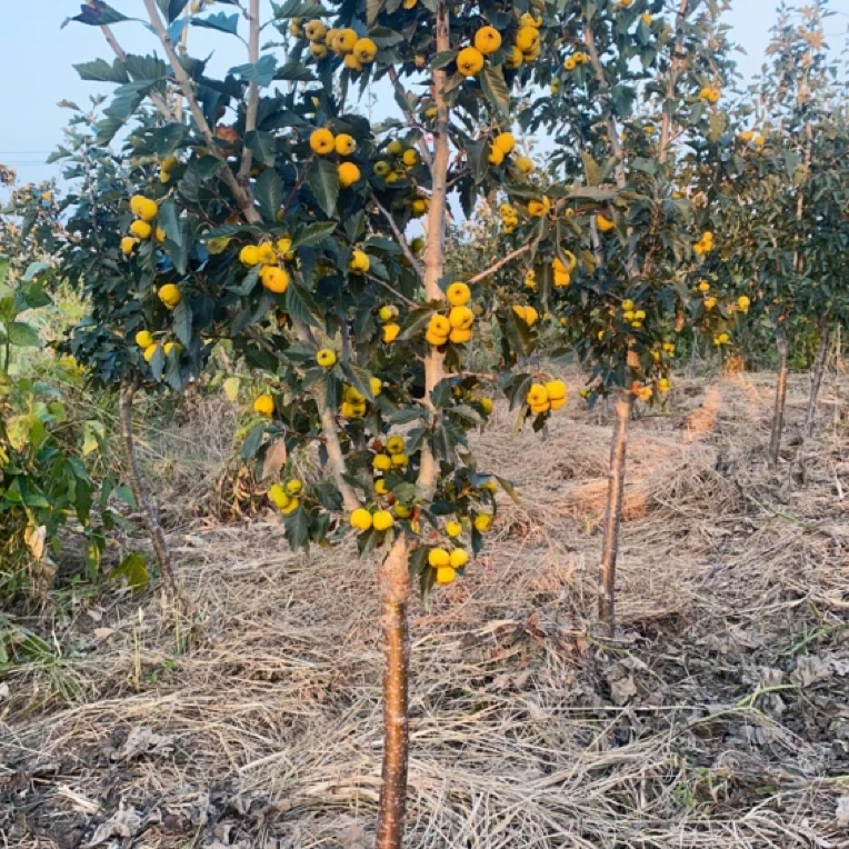 果树苗庭院地栽甜口黄金豆山楂树苗南北适宜