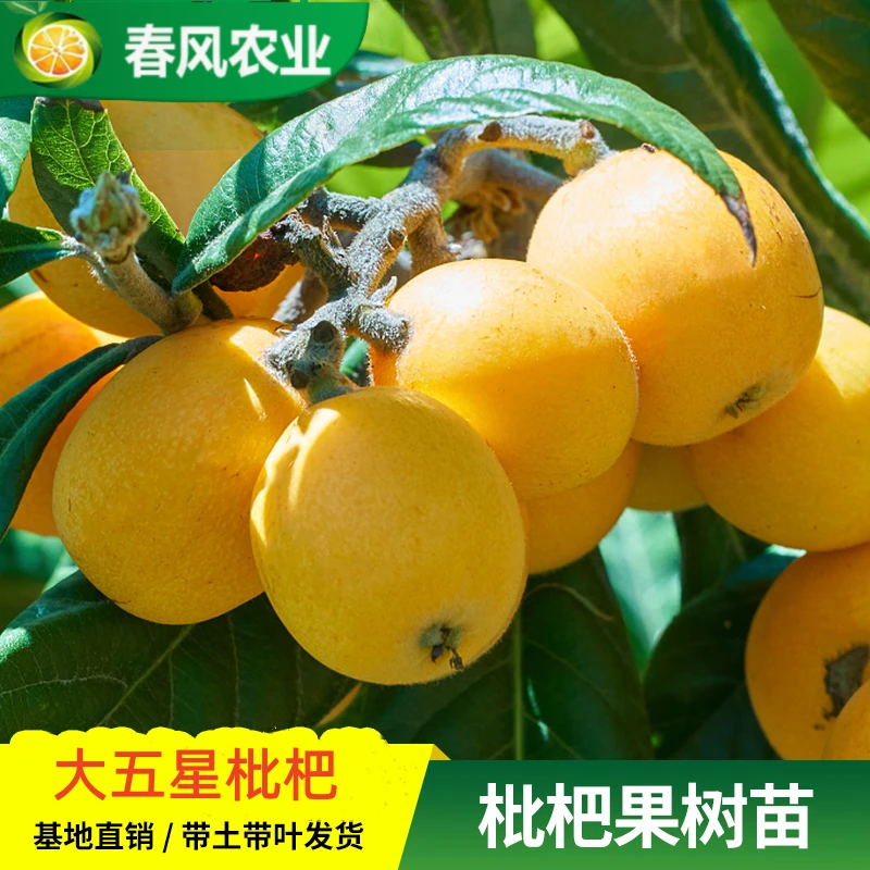枇杷苗树 大五星嫁接苗早钟六号果苗早熟特大枇杷果树南北方种植
