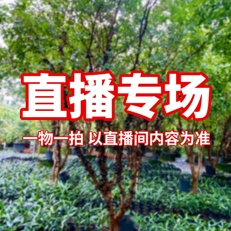 春风农业种苗 各种品种带土叶发货 10-500元