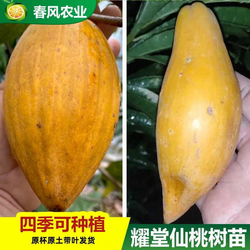 正宗耀堂仙桃蛋黄果苗树苗带果发货鸡蛋果苗带土四季种植四季惊喜