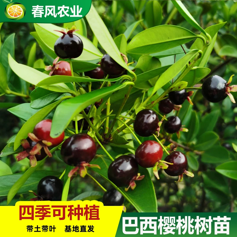 巴西樱桃果树苗黑玫瑰樱桃南北方种植车厘子樱桃树苖带土盆栽