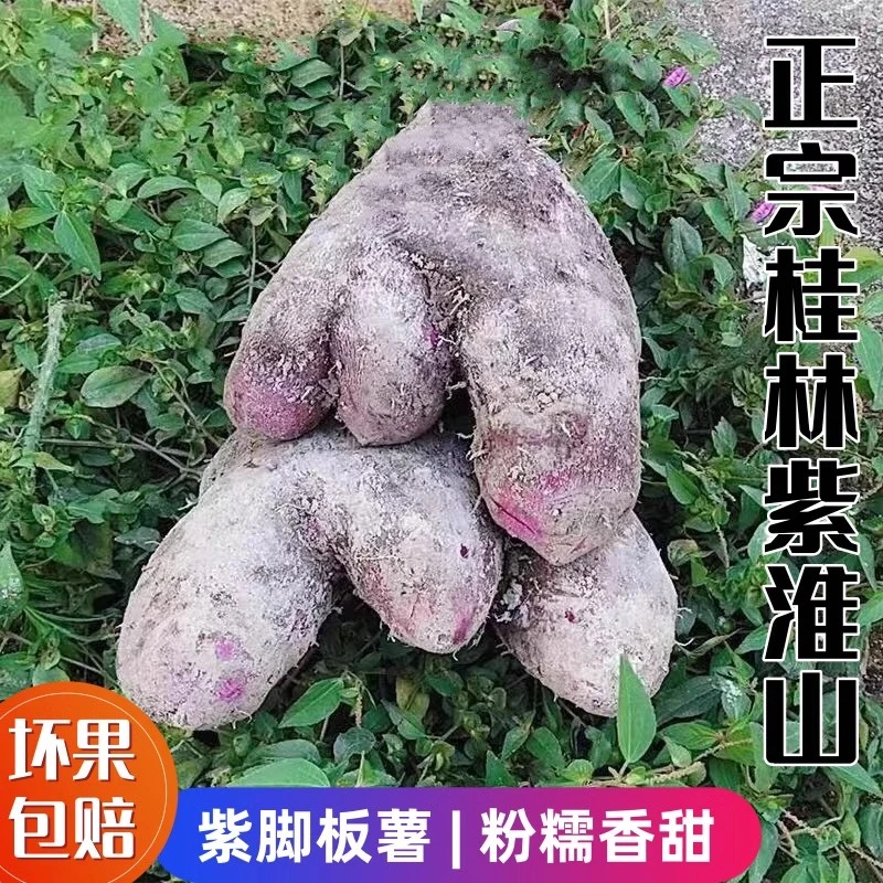 正宗桂林脚板薯新鲜现挖紫山药紫淮山怀山紫毛薯粉糯香甜农家蔬菜