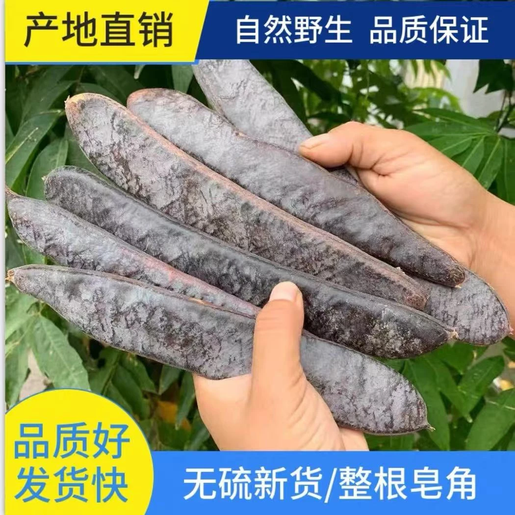 精选野生皂角大皂角长皂角皂荚野生皂角段500-1000克包邮非葛根