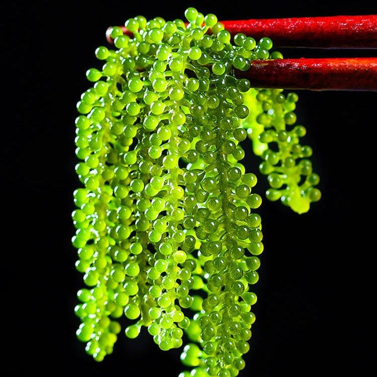 脆脆海葡萄新鲜泡发绿色鱼子酱海葡萄100g-500g包邮非海味零食