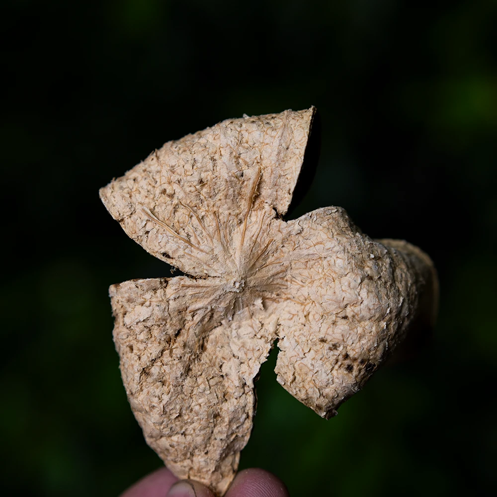 【2018年茶坑圈枝大红皮】干仓自然生晒新会陈皮层次感丰富泡茶食用