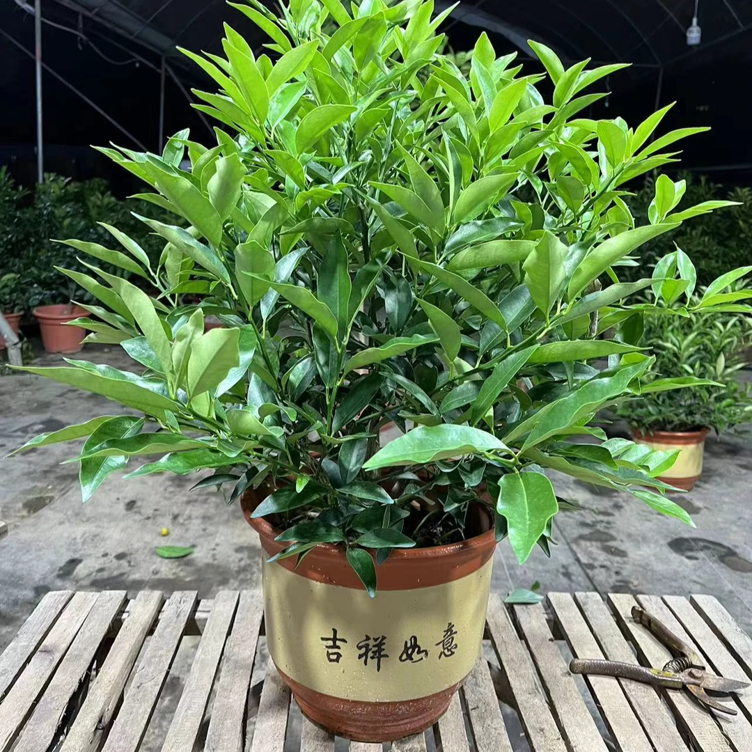 绿植盆栽一物一拍