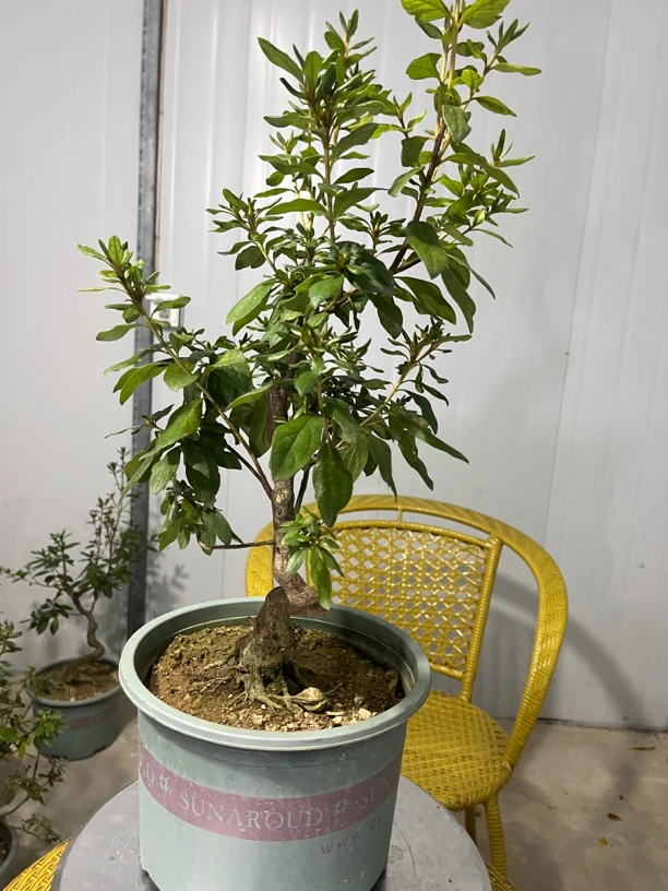 大别山鲜花后叶微型盆景   1