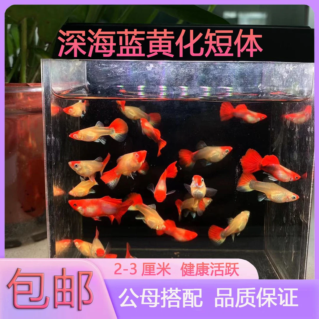 深海蓝黄化短体孔雀鱼凤尾鱼观赏鱼小型活体热带淡水好养耐活鱼缸