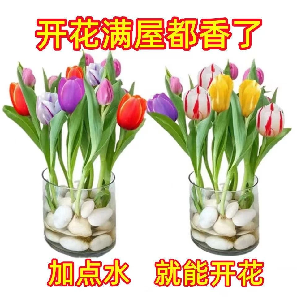 活动中【买十送十】水培郁金四季香盆栽花卉植物客厅绿植花卉大全