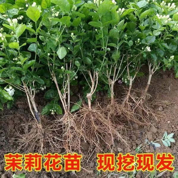 （带花苞）重瓣特大茉莉花浓香型老桩室外绿植阳台花卉盆栽开花庭园