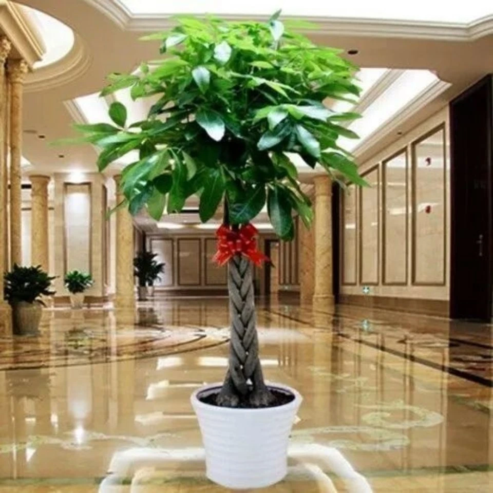 发财树花卉盆景植物盆栽大招财树摇钱树花苗客厅老桩大型绿植