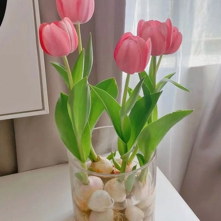 【耐寒】水培郁金四季香开花盆栽花卉植物客厅绿植花卉大全好养活