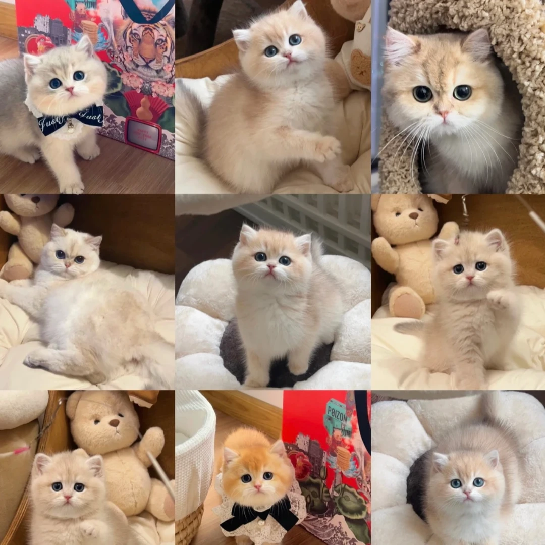 【晴天宠物】蓝金金渐层拿破仑矮脚猫曼基康紫金渐层